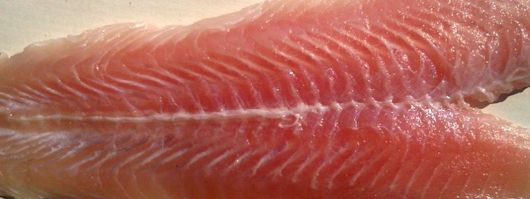 panga-1000x288.jpg